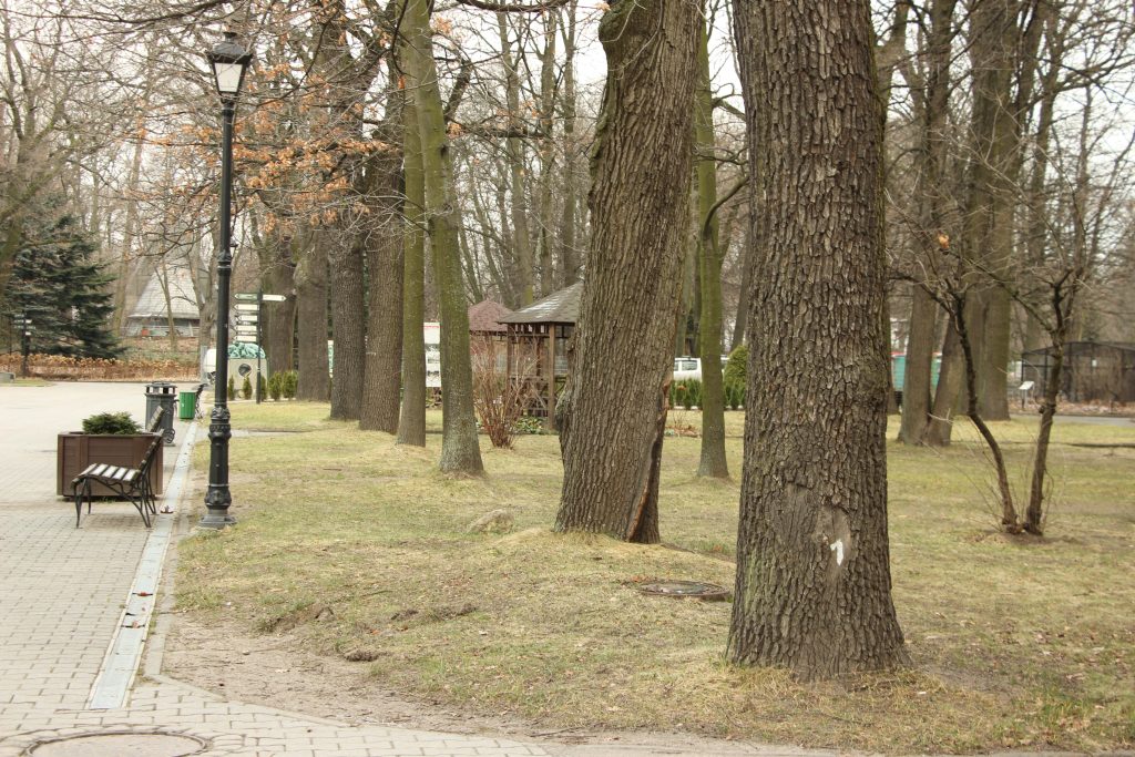 Деревья в зоопарке. Калининградский зоопарк деревья. Цветковский лес Калининград фото.