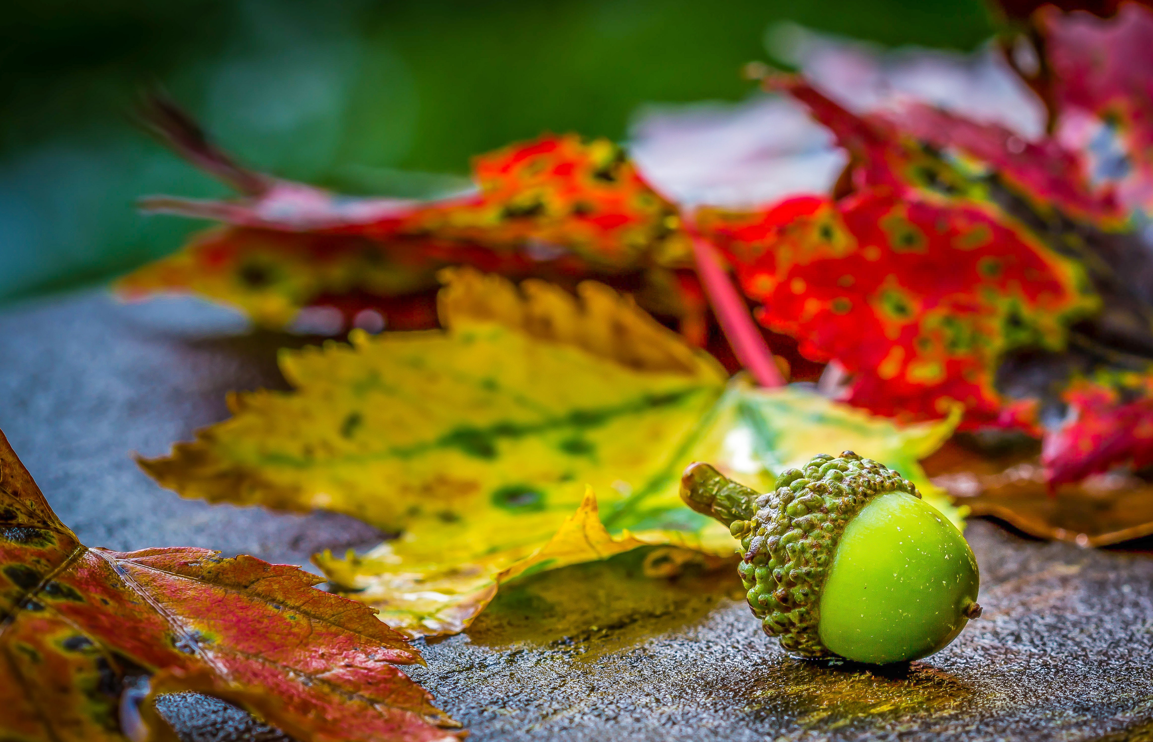 Autumn is better. Вот и осень, Отшумело лето,. Дайджест на осень. Отшумело зеленое лето.